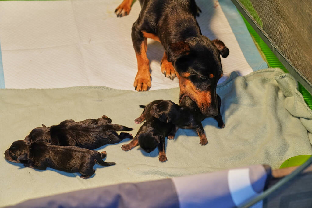 whelping box