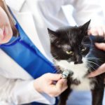 Tips for Keeping Your Pet Healthy