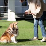 Choosing the best retractable dog leash – ipetcompanion