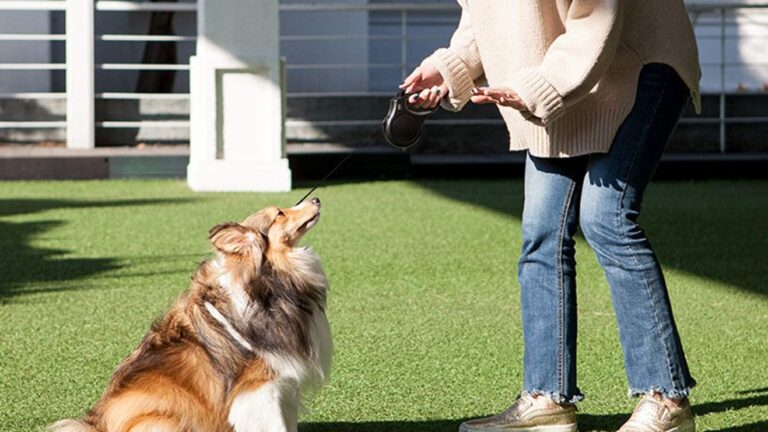 Retractable Dog Leash