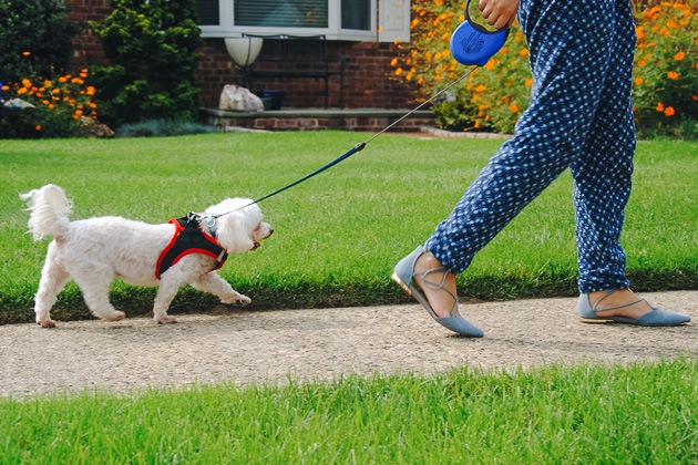 retractable dog leash 