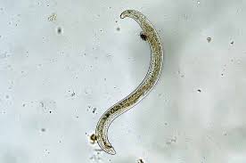 Nematodes