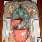 Thames & Kosmos Gross Anatomy.