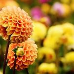 How to rejuvenate an overgrown garden ready for spring