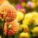 How to rejuvenate an overgrown garden ready for spring