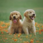Dog Feeding Guide: What Food Is Best for Your Puppy?