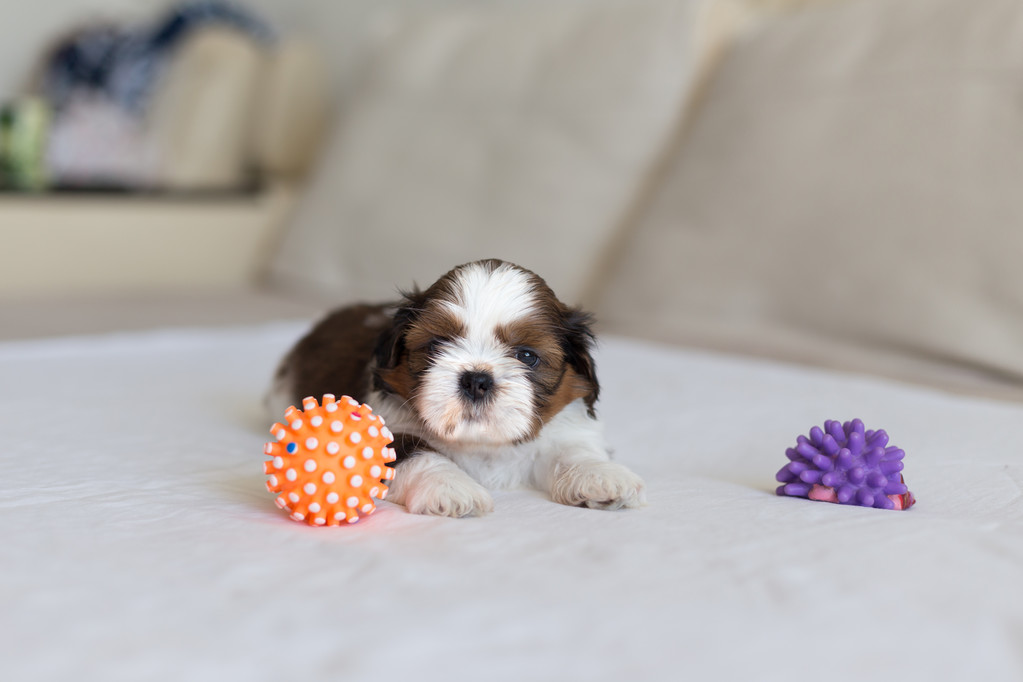 Puppy Feeding Guide