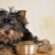 Puppy Feeding Guide: What food is best to feed your Puppy?