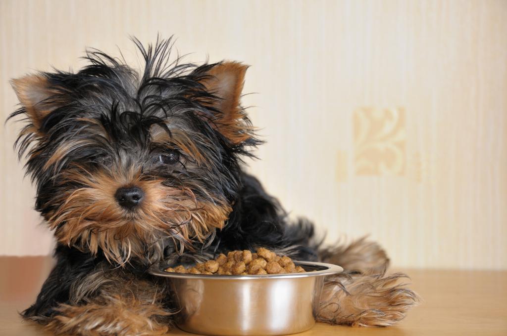 Yorky and food