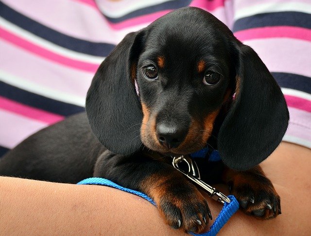 Dachshund puppy