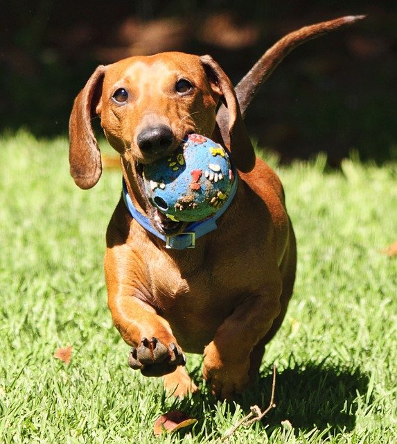 Dachshund puppy