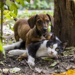 What to look for in a Dachshund puppy before taking one home