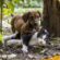 What to look for in a Dachshund puppy before taking one home