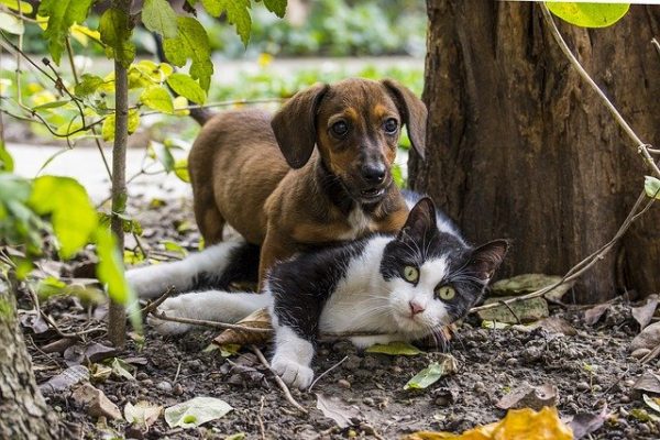 What to look for in a Dachshund puppy before taking one home