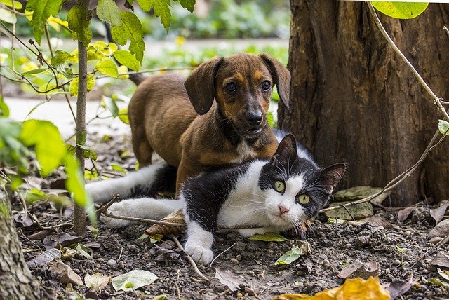 Dachshund puppy