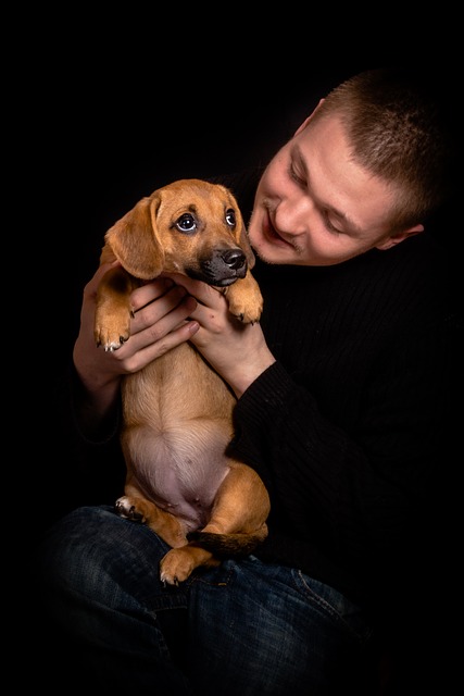 Dachshund puppy