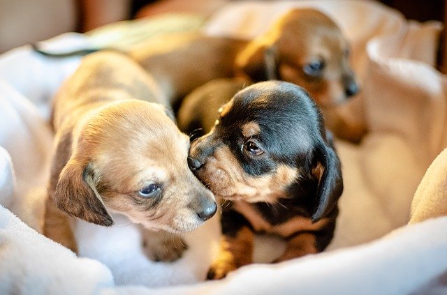 Dachshund puppy