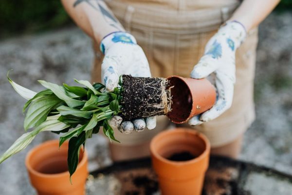 The benefits of having your own garden