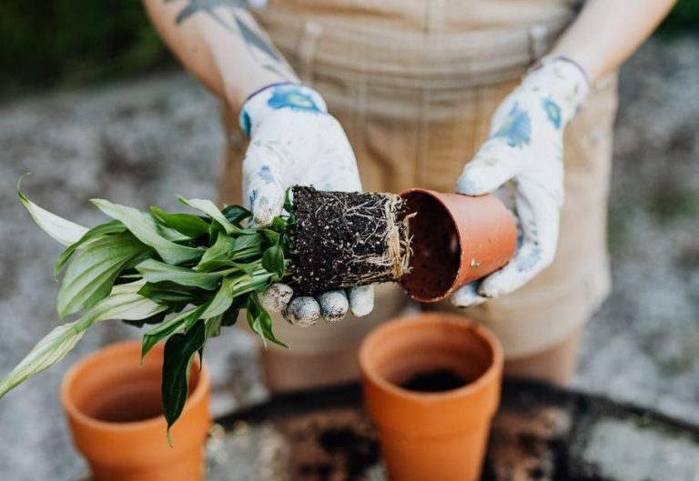 Having your own garden – Digging into Happiness