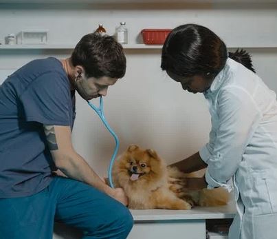 dog vet