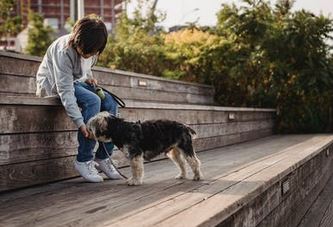 emotional pet support. 