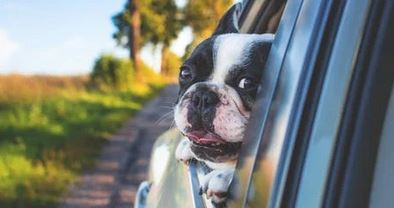 DOG IN CAR