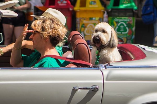 How to Prepare Your Pet for a Long-Distance Journey
