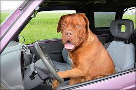 Dog driving
