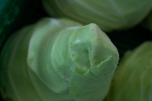 Cabbage 