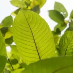 What Are The Effects Of The Powerful White Sumatra Kratom On Skin?