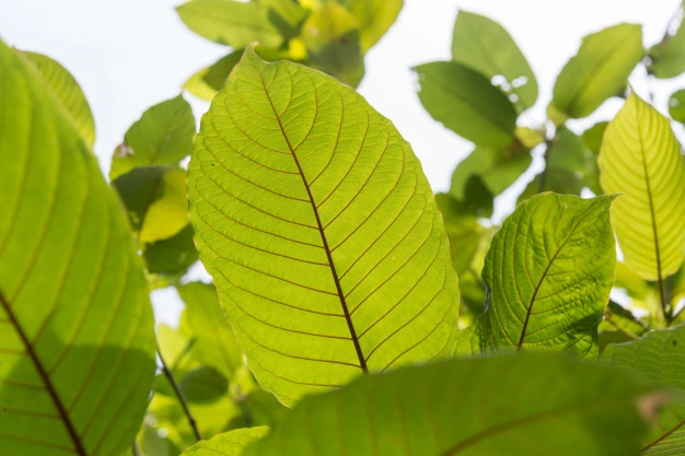 What Are The Effects Of The Powerful White Sumatra Kratom On Skin?