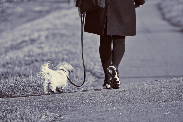 Walking the dog