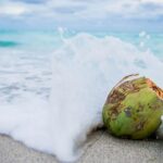 Coconut Wax Candles Vs Soy Wax Candles