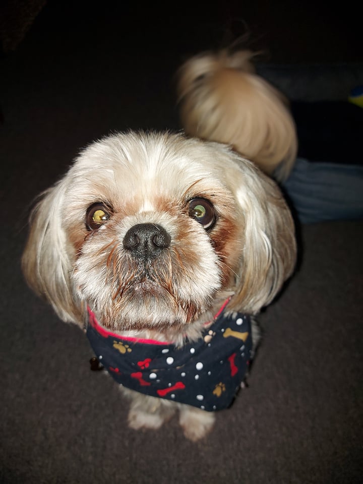 dog bandanas