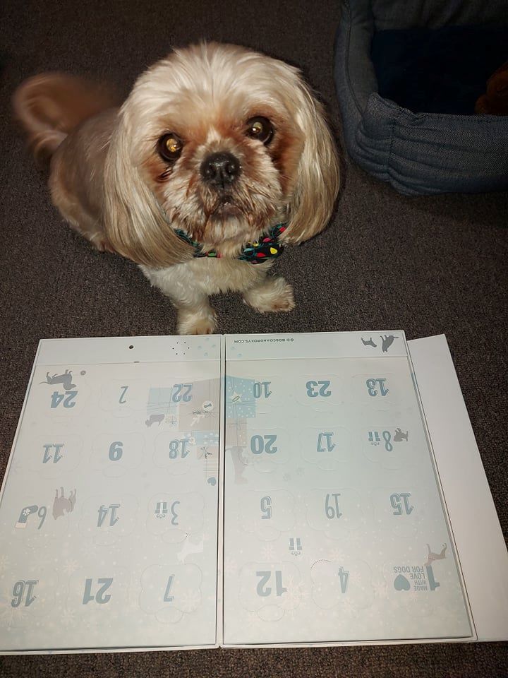  Bosco and roxy Advent Calendar 2021