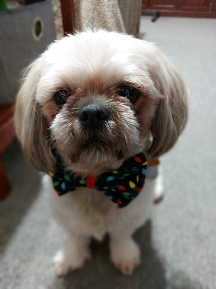 Dog in a bow tie