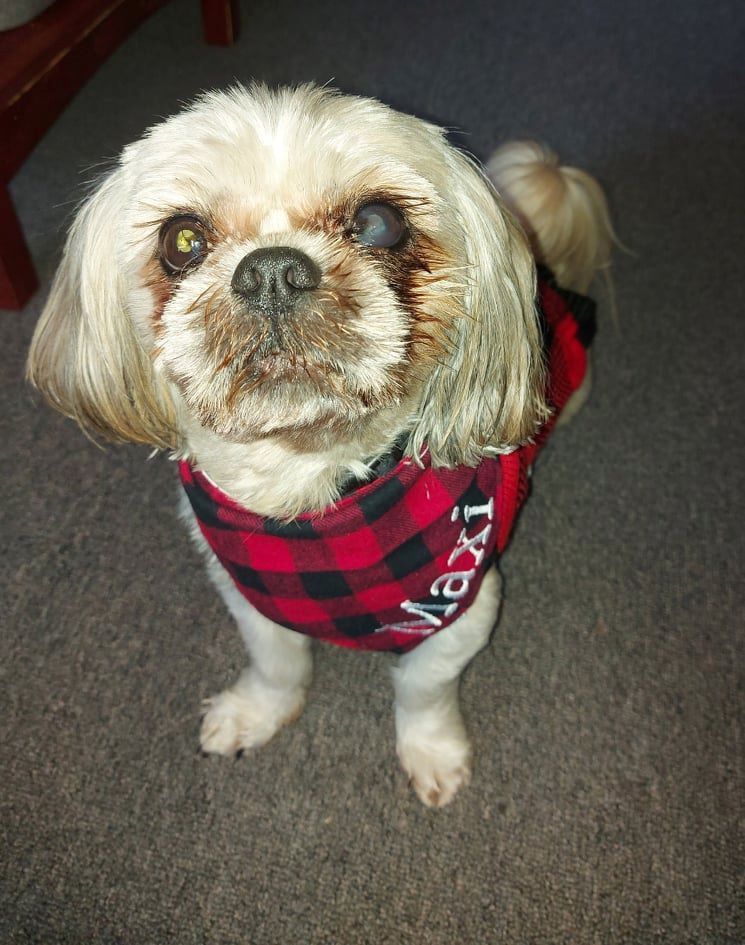 Wiggles and Whiskers Dog Bandanas