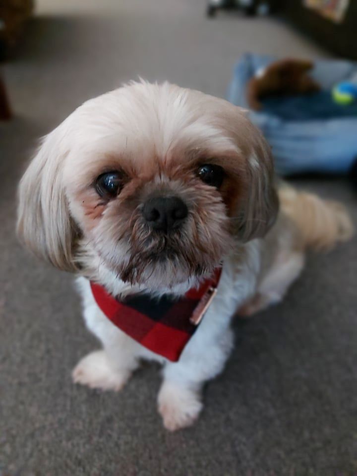 Pet bandanas 