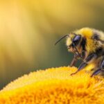 Eco-Bee: Friends of Nature skin care products