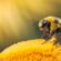 Eco-Bee: Friends of Nature skin care products