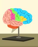 What Is Brain Plasticity