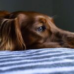 Cushing's disease in dogs