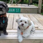 J & M Dog Bandanas
