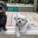Dog Bandanas for Stylish dogs