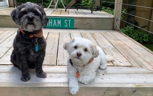 J & M Dog Bandanas