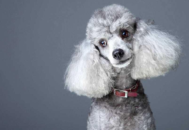 Cushing's Disease in Dogs