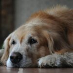 Symptoms of Cushing’s disease in dogs