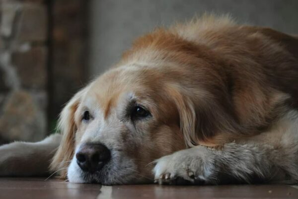 Symptoms of Cushing’s disease in dogs