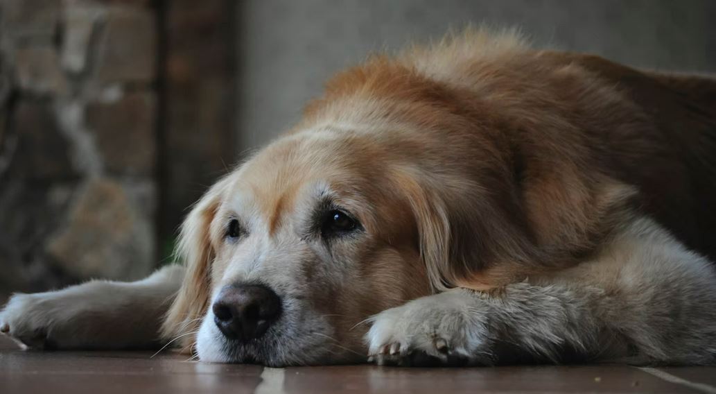 Symptoms of Cushing’s disease in dogs