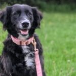 Team Plover Dog Collars Made in Canada